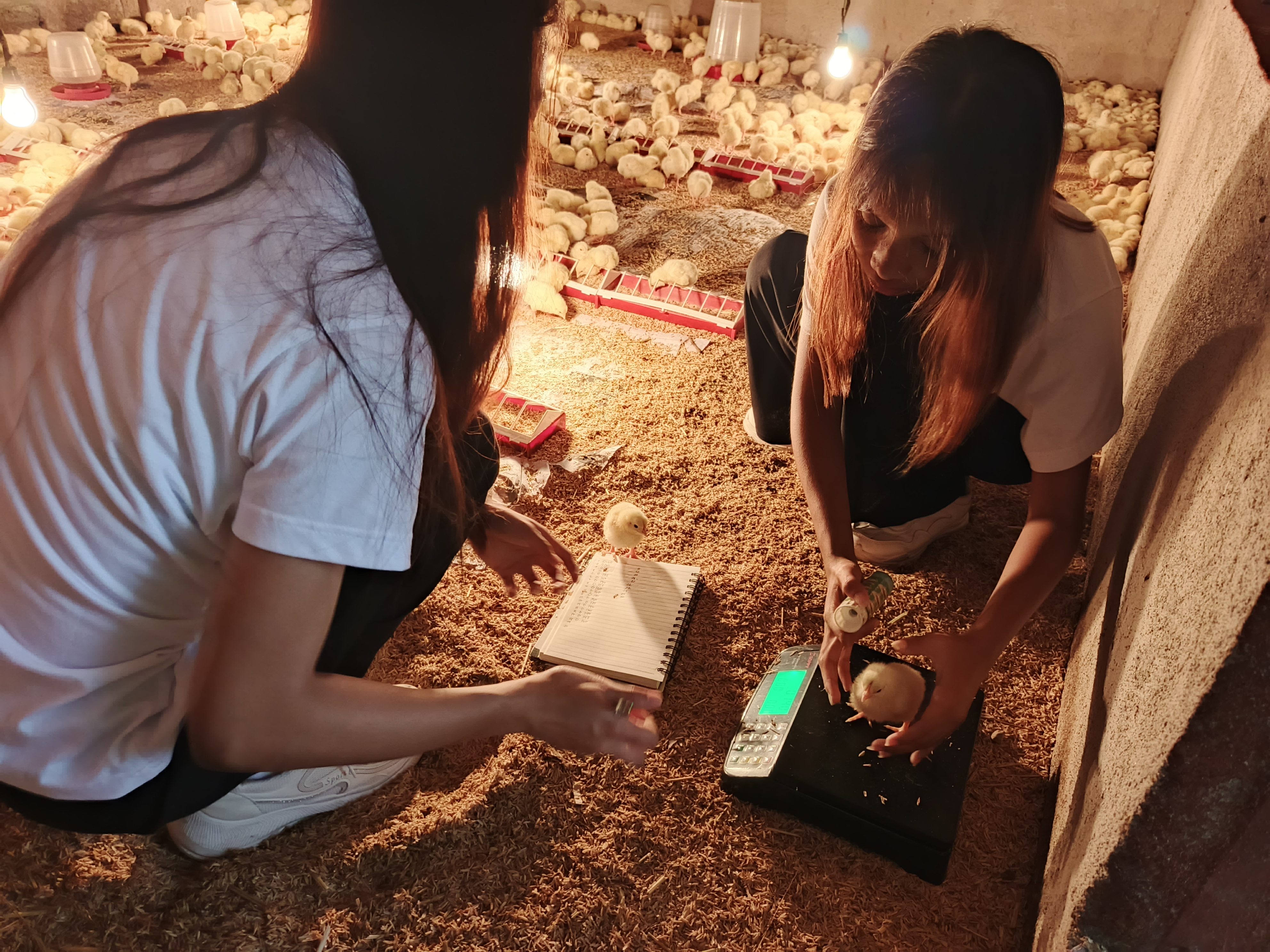 Practical Poultry Production at DFFS